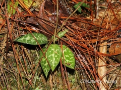 Goodyera schlechtendaliana