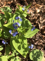 Brunnera