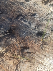 Sus scrofa domesticus