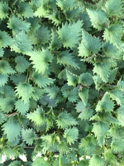 Urtica dioica