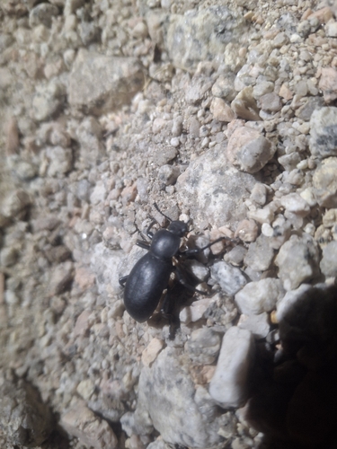 iNaturalist observation photo of Darkling Beetles