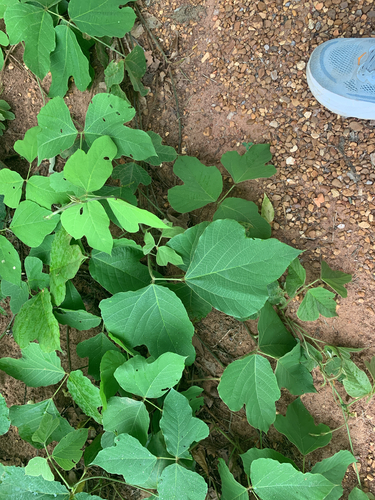 kudzu