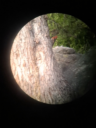 iNaturalist observation photo of Red-breasted Sapsucker