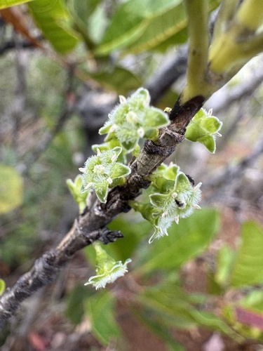 Geniostoma densiflorum observed 2026-07-05