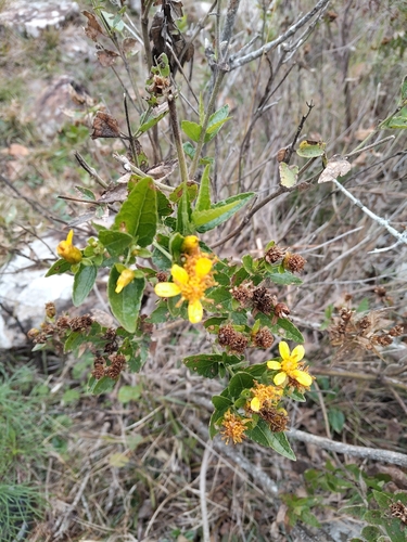 Calea clematidea
