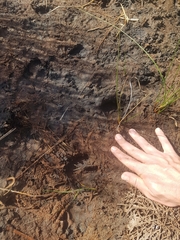 Sus scrofa domesticus