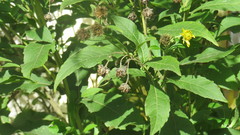 Verbesina subcordata