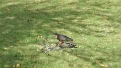 Accipiter rufiventris