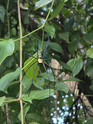 Giant Golden Orbweaver