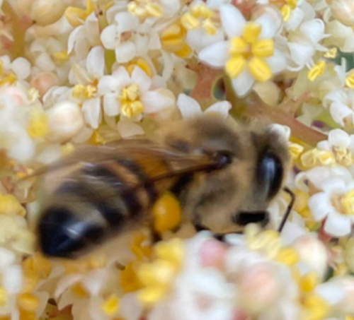 Western Honey Bee