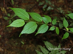 Prunus transarisanensis