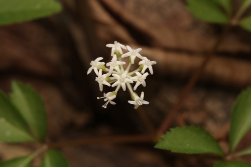 Panax trifolius, photograph 3