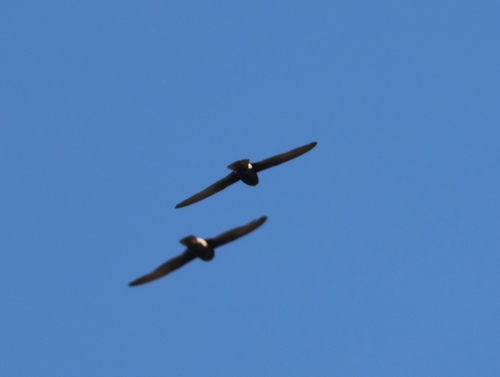 Little Swift