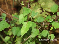 Rubus trianthus