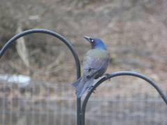 Quiscalus quiscula versicolor