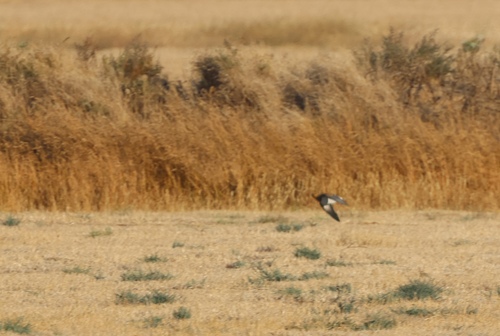 Pin-tailed Sandgrouse