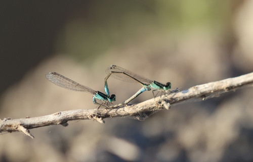 Iberian Bluetail