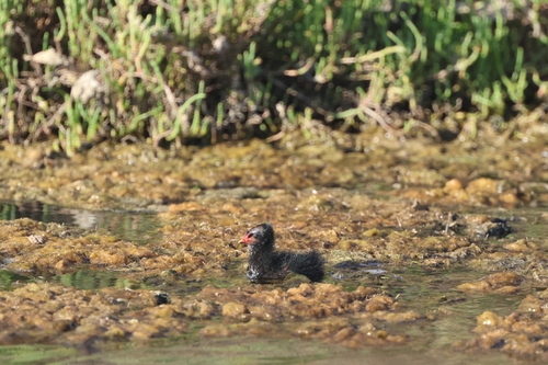 Common Moorhen