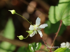 Rubus trianthus