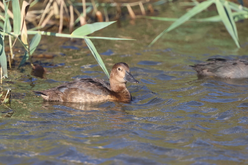 Common Pochard