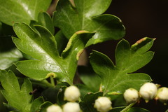 Phyllocoptes goniothorax