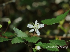 Rubus trianthus