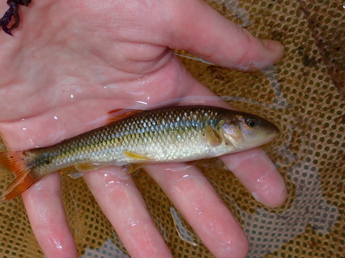 Bigmouth chub (Nocomis platyrhynchus) — Cyprinidae — 2
