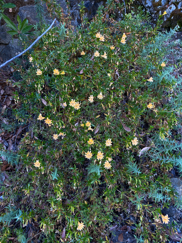 Diplacus linearis