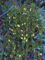 Diplacus linearis