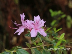 Rhododendron noriakianum