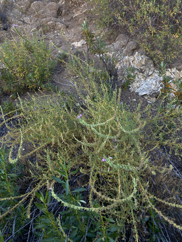 Sairocarpus multiflorus, photograph 5