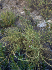 Sairocarpus multiflorus, photograph (c) Daniel Kennedy, some rights reserved (CC BY)