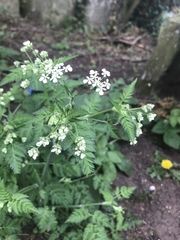 Anthriscus sylvestris