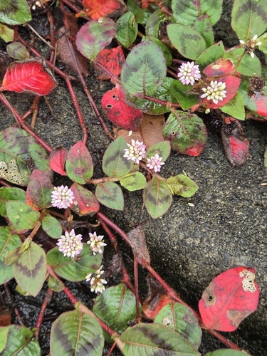 pink knotweed