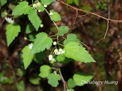 Rubus trianthus