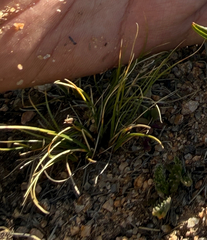 Carex rupestris, photograph (c) Brandon Corder, some rights reserved (CC BY)