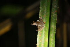 Polypedates colletti