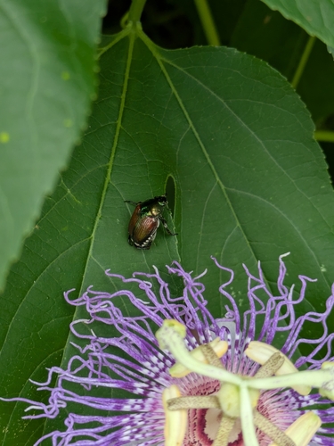 Japanese Beetle