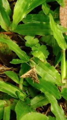 Diasemia