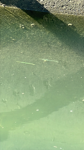 California Needlefish