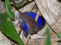 Arhopala japonica