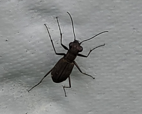 Cylindera kaleea