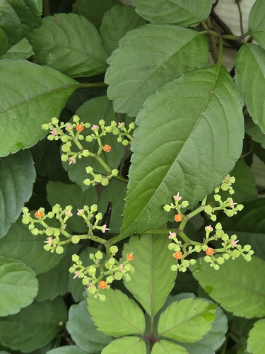 Bushkiller