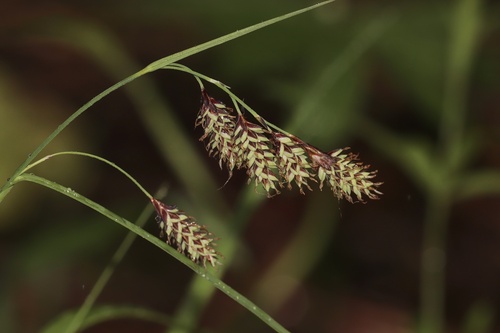 Carex atratiformis, photograph 4