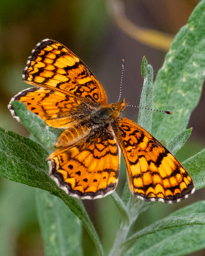 iNaturalist observation photo of Mylitta Crescent