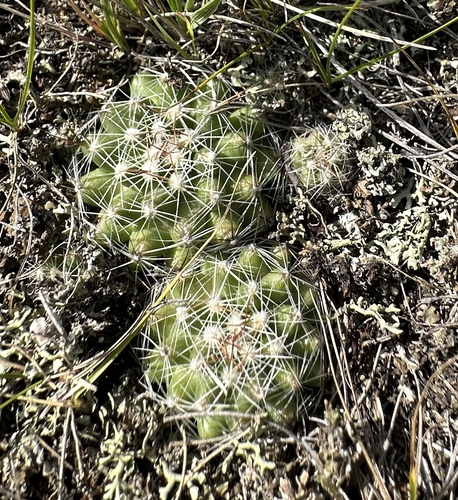Spinystar