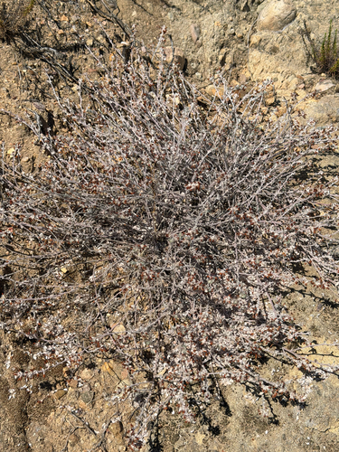 Acmispon argophyllus, photograph 3