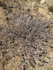 Acmispon argophyllus, photograph (c) klicklo, some rights reserved (CC BY)