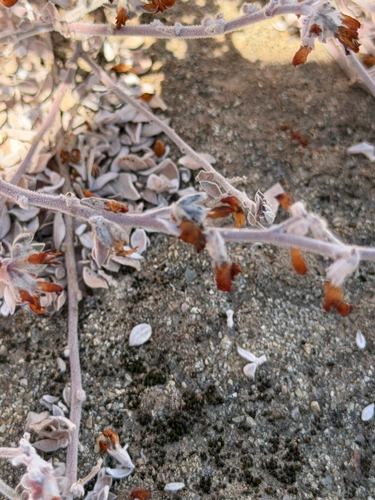 Acmispon argophyllus, photograph 2