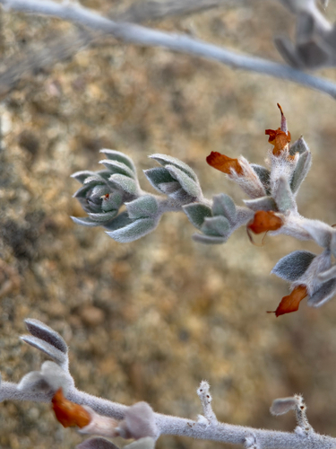 Acmispon argophyllus